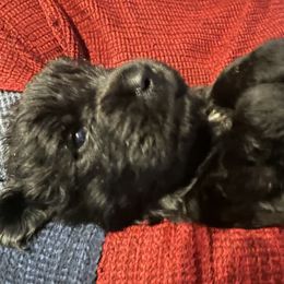 Newfoundland Puppies from Burning Embers Newfoundlands