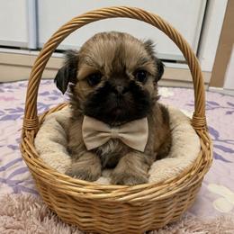 Raj - Black and tan male Shih Tzu puppy in Corona, California from Ju Shih Tzu