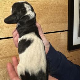 Female 1 - Black white and tan female Basset Hound puppy in Lindley, New York from Hill Top Basset Hounds & Cane Corso