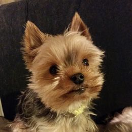 Yorkshire Terrier Puppies from Tammy Gurwell