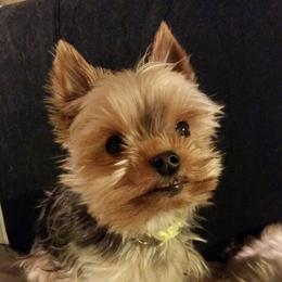 Yorkshire Terrier Puppies from Tammy Gurwell