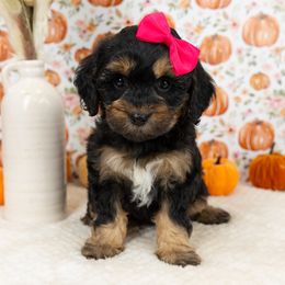 Cockapoo Puppies from Firm Foundation Cockapoos