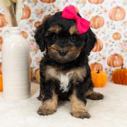 Cockapoo Puppies from Firm Foundation Cockapoos