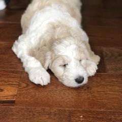 Goldendoodle Puppies from Snow Ridge Doodles