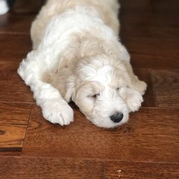 Goldendoodle Puppies from Snow Ridge Doodles
