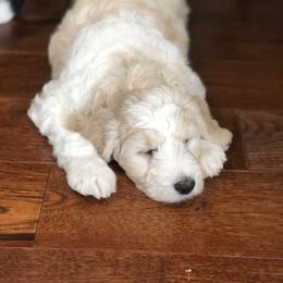Goldendoodle Puppies from Snow Ridge Doodles