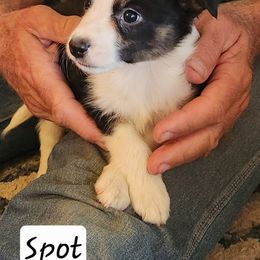 Spot - Black male Working Dog Cross puppy in Nevada, Missouri from Briarwood Collies