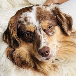 Duke - Miniature Australian Shepherd