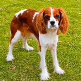 Sophie - Cavalier King Charles Spaniel