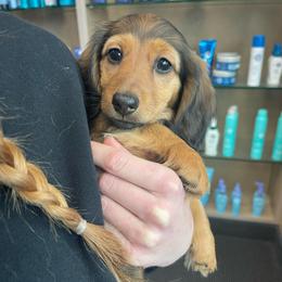 Burgundy - Red female Dachshund puppy in Federal Way, Washington from TopTeckel Kennels