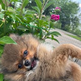 Elvis - Wolf sable male Pomeranian puppy in Jefferson City, Missouri from MJ’s Pomeranians