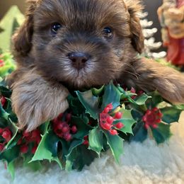 Coffee - Brown male Shihpoo puppy in Howard City, Michigan from Petite Joie Puppies