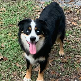 Willie - Miniature Australian Shepherd