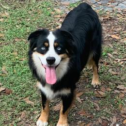 Willie - Miniature Australian Shepherd