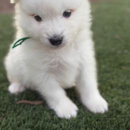 Green - White male Samoyed puppy in Paulden, Arizona from Carefree Samoyeds & Deserthills Labradors