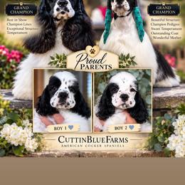 White face - Black and white male Cocker Spaniel puppy in Bonsall, California from CuttinBlue Farms
