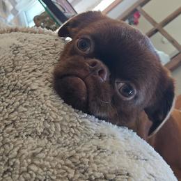 Brussels Griffon puppies from Baringer Brussels