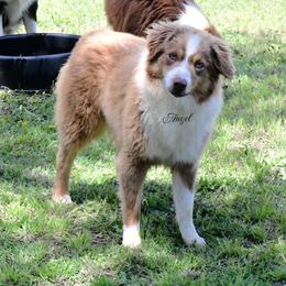 Angel - Miniature Australian Shepherd