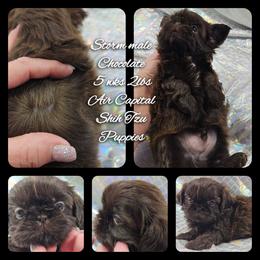 Storm - Chocolate male Shih Tzu puppy in Maize, Kansas from Air Capital Shih Tzu Puppies