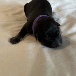 Girl 1-purple - Black and tan female German Shepherd puppy in Sharon Grove, Kentucky from Julie’s Shepherds