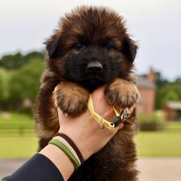 Kade - Sable male German Shepherd puppy in Canton, Texas from WILDWOOD GERMAN SHEPHERDS