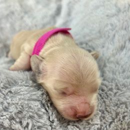 Pollie - Cream female Dachshund puppy in Tahlequah, Oklahoma from Love Some Dogs Dachshunds & Cavalier King Charles Spaniels,Cavapoos
