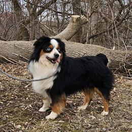 Helix - Miniature Australian Shepherd