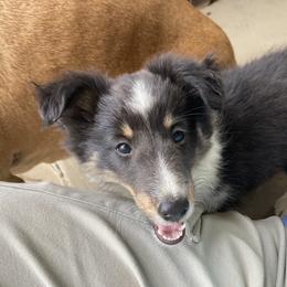 Boy 2 - male Shetland Sheepdog puppy in Commiskey, Indiana from Windy Haven Farm