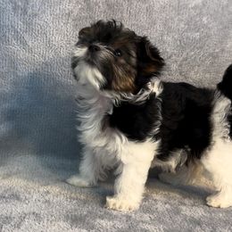 Biewer Terrier Puppies from Precious Jewels Biewer Terriers