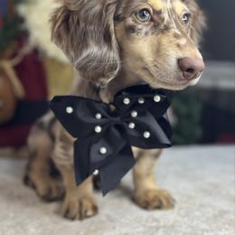 Cooper (GUARDIAN) - Dapple male Dachshund puppy in Cherry Valley, California from Sugar and Spice Dachshunds