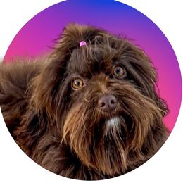 Godiva - Havanese