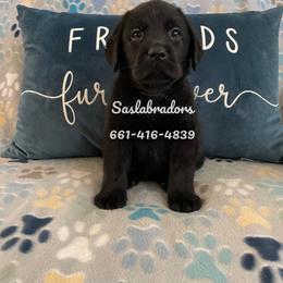 Boy 2 - Black male Labrador Retriever puppy in Palmdale, California from Sweet As Sugar Labradors