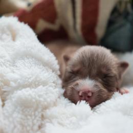 Brisket - Brown and white male Siberian Husky puppy in Bly, Oregon from Hill Top Huskies
