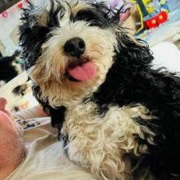 Sophie - Phantom female Bernedoodle puppy in Sherman, Illinois from Shirl Doodle Life