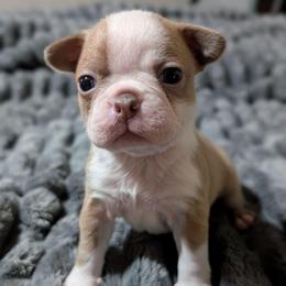 Champagne female 2 - Lilac female Boston Terrier puppy in Oak Hills, California from All American Boston Terriers