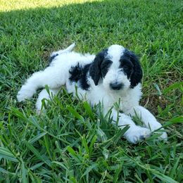 Aussiedoodle Puppies from Southwest Florida Doodles
