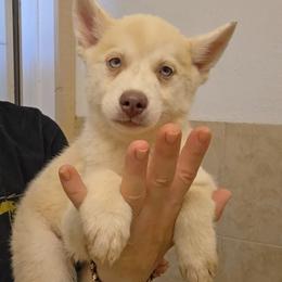 Maple - Silver and white female Pomsky puppy in Weir, Texas from Bluebonnet Pomskies