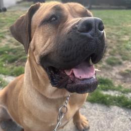 Cane Corso All Grown Up from Ironhide Cane Corso Italiano Kennels