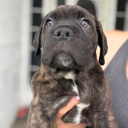 Zeus - Chestnut brindle male Cane Corso puppy in Sandia, Texas from OneTime Cane Corso