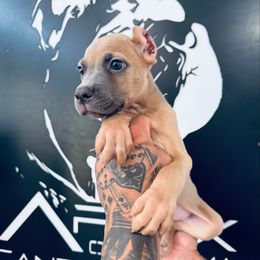 Male 1 - Gray and fawn male Cane Corso puppy in Cashion, Oklahoma from APEXOK Cane Corsos LLC