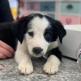 Border Collies from Monarch BorderCollies