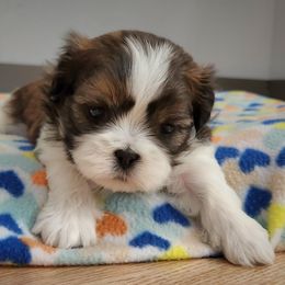 Oscar - Brindle and white Shih Tzu puppy in Wolcottville, Indiana from Ducky's Doodles