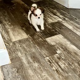 Girl 2 - White and sable Papillon puppy in Carlsbad, New Mexico from Champagne Posh Papillons