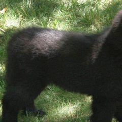 Belgian Sheepdogs from Terri Kordulak's Belgian Sheepdogs