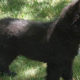 Belgian Sheepdogs from Terri Kordulak's Belgian Sheepdogs