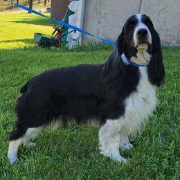 English Springer Spaniel puppies from Little Flower Springer Spaniels