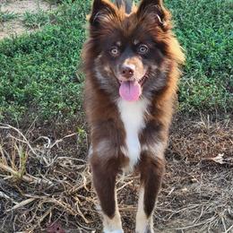 Chase Reduced - Chocolate male Pomsky puppy in Gladstone, Virginia from Rustic Charms Miniature Huskys