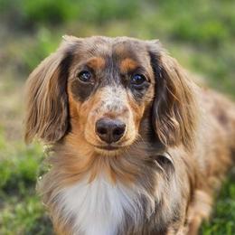 Crew - Dachshund