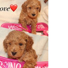 Love - Cockapoo puppy in Drexel Hill, Pennsylvania from Paws of Abundance