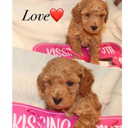Love - Cockapoo puppy in Drexel Hill, Pennsylvania from Paws of Abundance